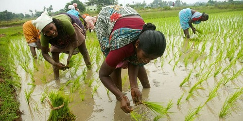 “TREND OF RURAL OCCUPATIONAL STRUCTURE: A CASE STUDY OF  AHMEDNAGAR DISTRICT (MS)”